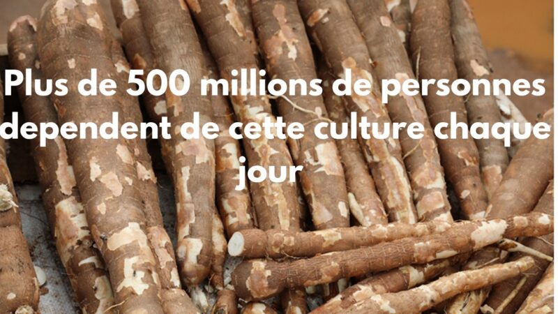 Manioc : la plante d’avenir