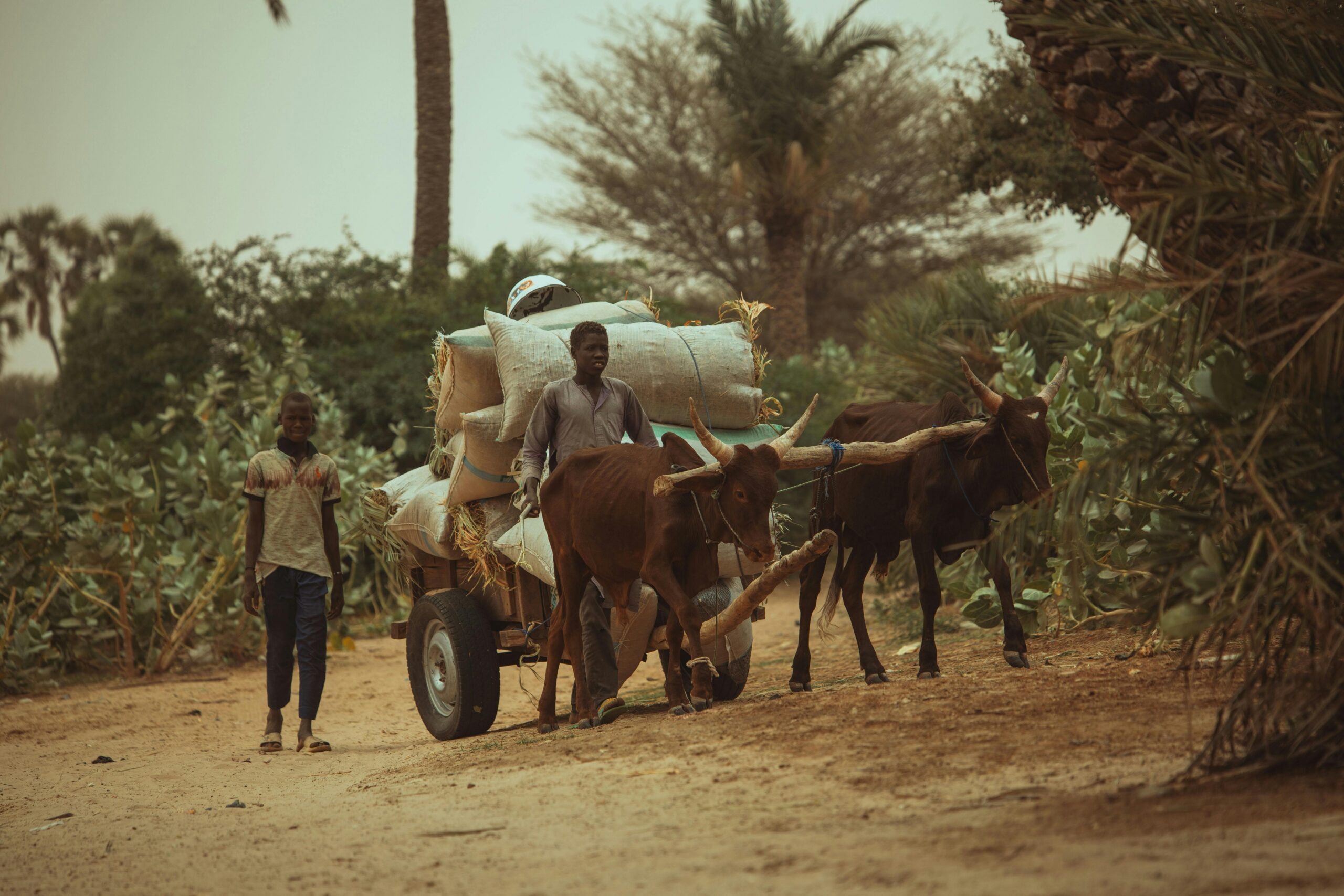 Assurance agricole en Afrique subsaharienne : est-ce possible ?