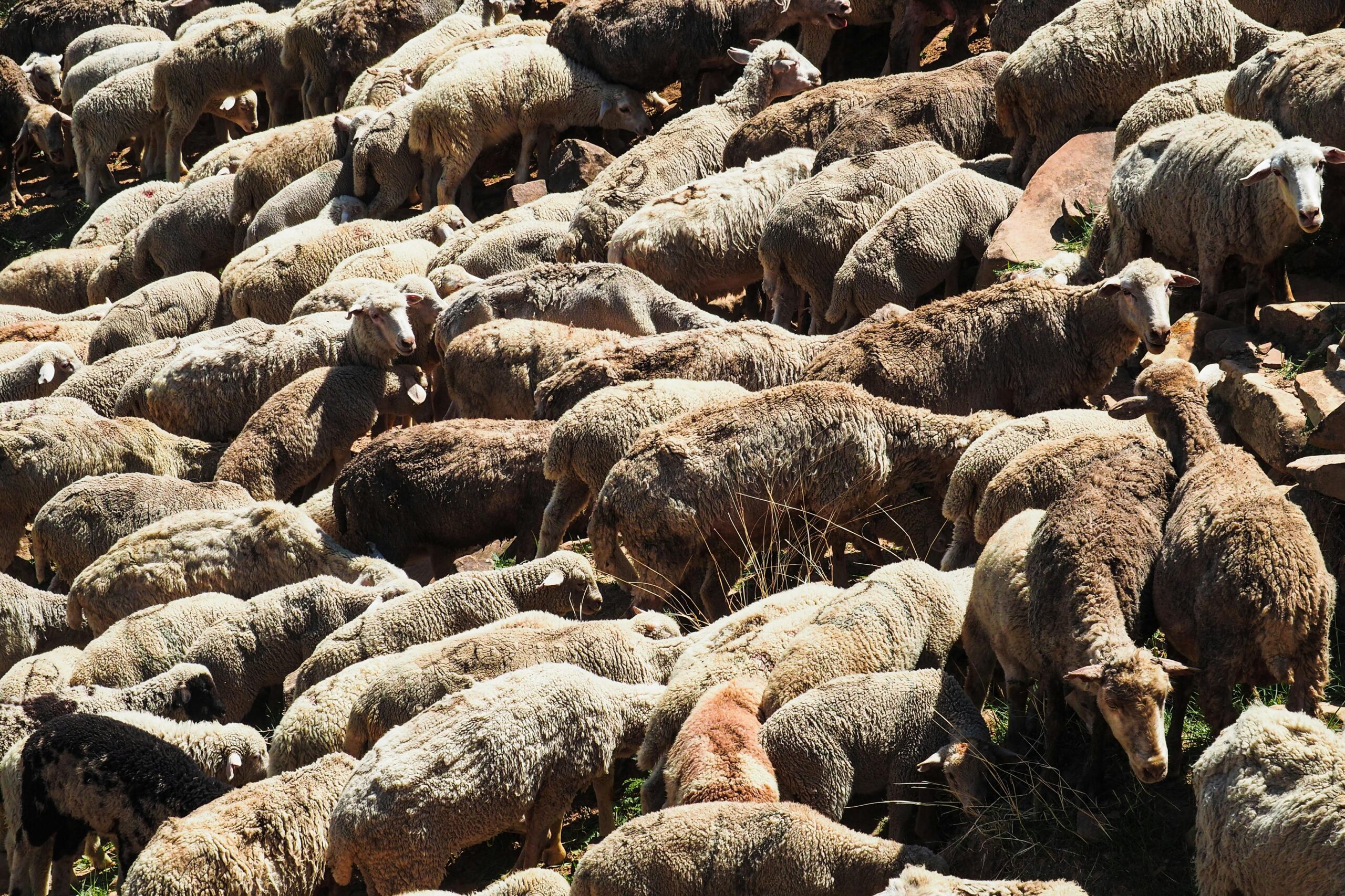 Embouche ovine : source de revenus pour la jeunesse Africaine