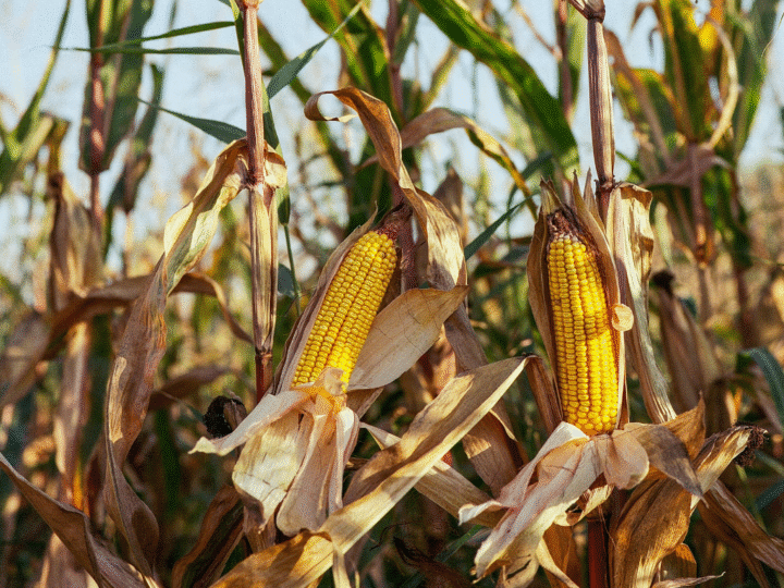 Savanes, Togo : le maïs à 250 FCFA le bol de 2,5kg au début de la récolte. Très compliqué !!!