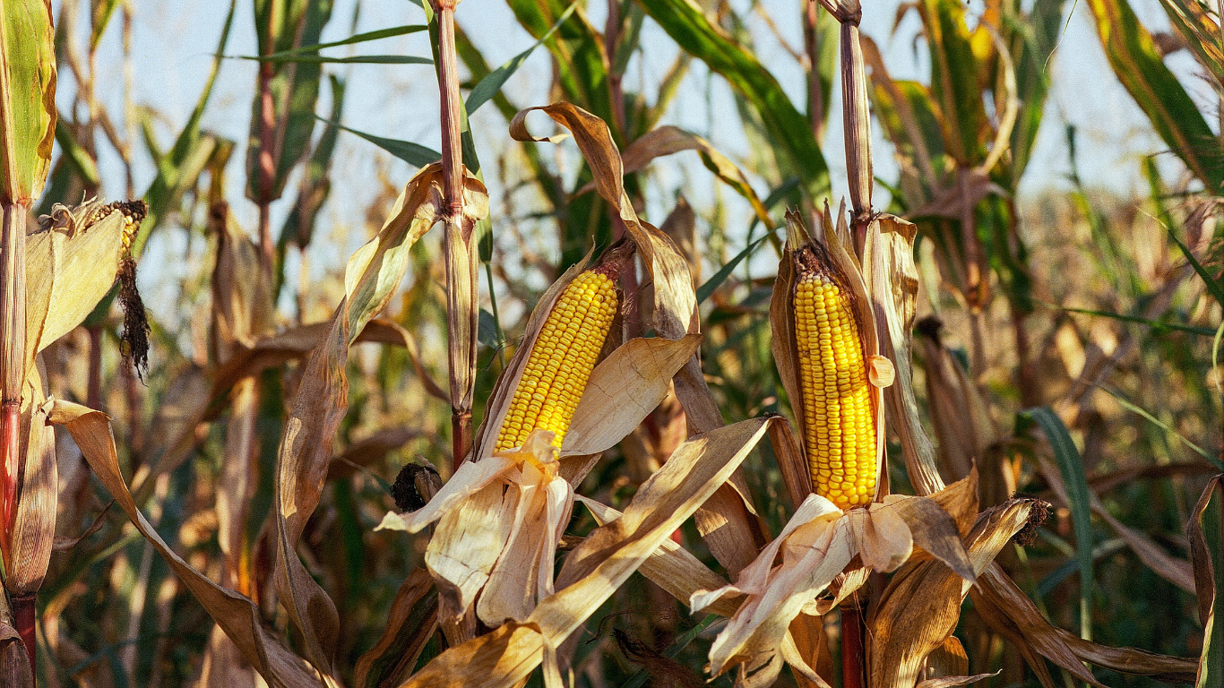 Savanes, Togo : le maïs à 250 FCFA le bol de 2,5kg au début de la récolte. Très compliqué !!!